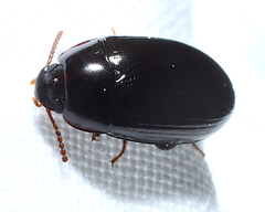 Platydema subcostata