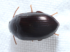 Platydema subcostata