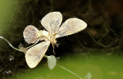 Eubaphe mendica