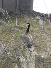 Branta canadensis
