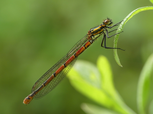 Large Red Damselfly