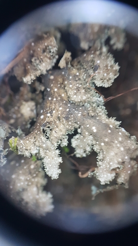 Sticta martinii image