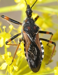 Rhynocoris cuspidatus