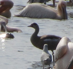 Alopochen aegyptiaca