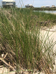 Juncus roemerianus