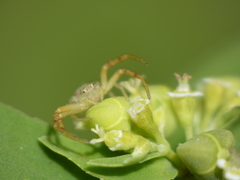 Thomisidae
