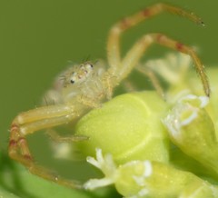 Thomisidae