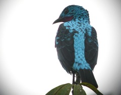 Cotinga cayana