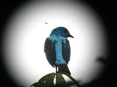 Cotinga cayana