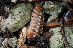 Armadillidium klugii