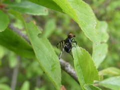 Otitinae