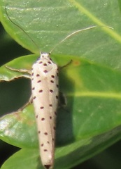Yponomeuta fumigatus