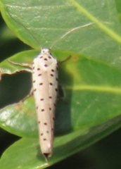 Yponomeuta fumigatus