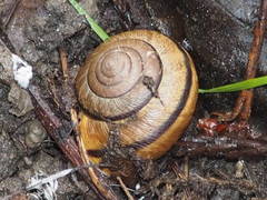 Helminthoglypta exarata