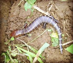 Diploglossus monotropis