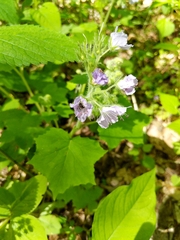 Hydrophyllum appendiculatum