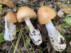 Amanita subnudipes