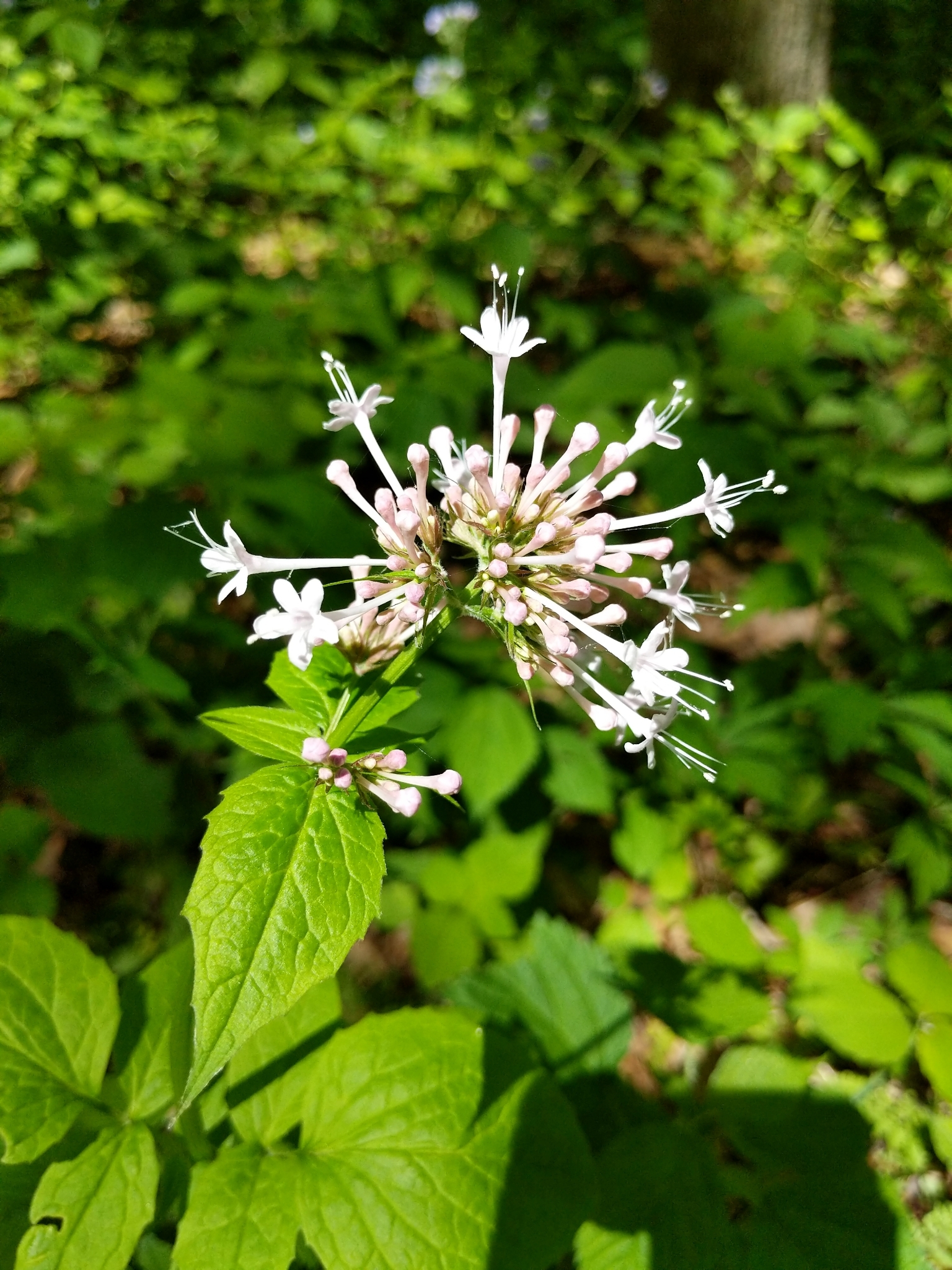 Valeriana pauciflora