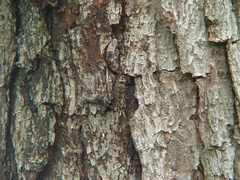 Gomphaeschna antilope