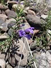 Scutellaria angustifolia