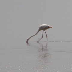 Phoenicopterus roseus