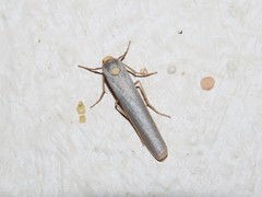 Sozusa scutellata