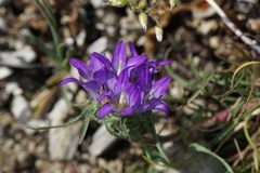 Edraianthus tenuifolius