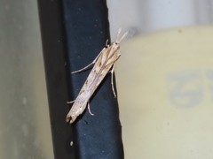 Prionapteryx molybdella