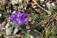Edraianthus tenuifolius