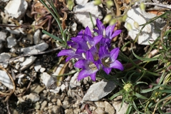 Edraianthus tenuifolius