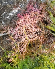 Chondrus