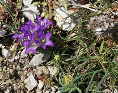 Edraianthus tenuifolius