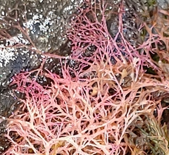 Chondrus