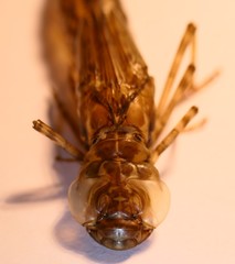 Anax imperator