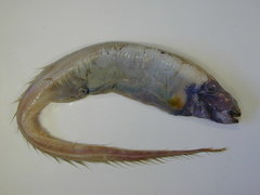 Large-Toothed Conger photo 2