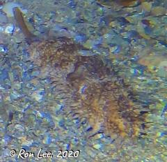 Australostichopus mollis