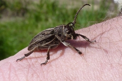 Dorcadion holosericeum