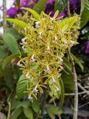 Epidendrum cristatum