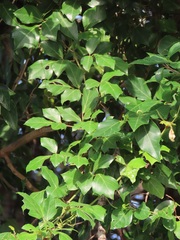 Rhoicissus rhomboidea