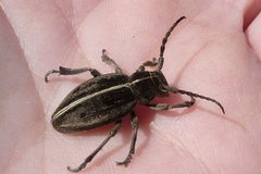 Dorcadion holosericeum