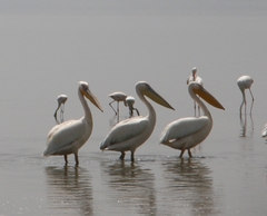 Pelecanus onocrotalus
