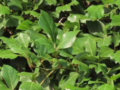 Rhoicissus rhomboidea
