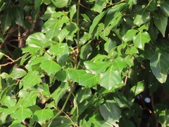 Rhoicissus rhomboidea