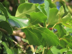 Rhoicissus rhomboidea
