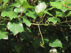 Rhoicissus rhomboidea
