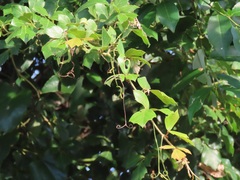 Rhoicissus rhomboidea