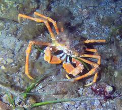 Leptomithrax gaimardii