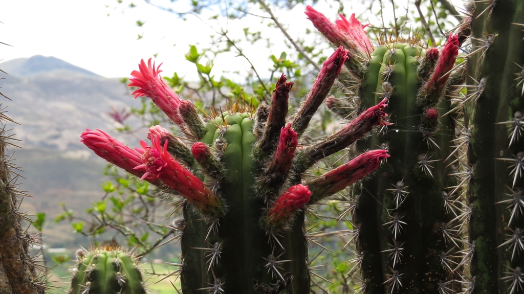 Borzicactus fieldianus (Borzicactus fieldianus)