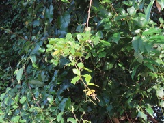 Rhoicissus rhomboidea