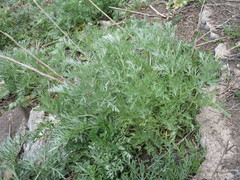 Artemisia